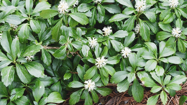 8 easy-to-grow ground cover plants that thrive around tree roots