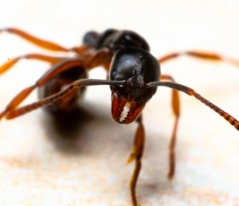 Invasive ant species raising concerns in Kentucky