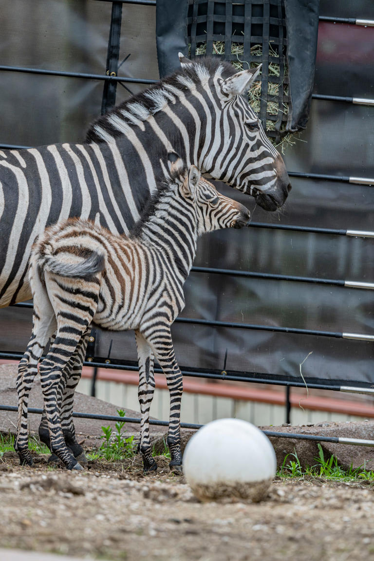 Milwaukee County Zoo welcomes new baby zebra in time for Mother's Day