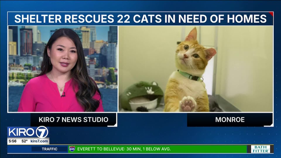Video: Shelter rescues 22 cats in need of homes