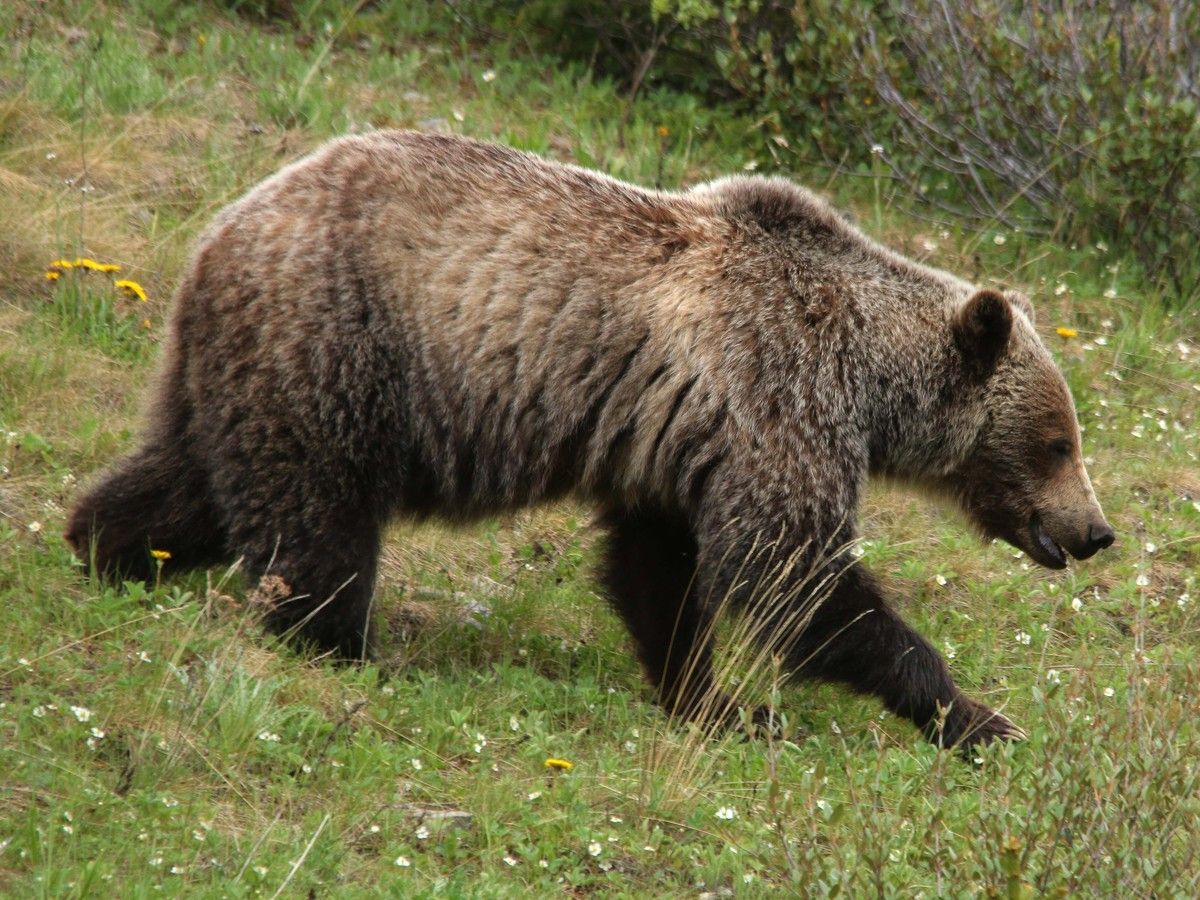 Hiker charged by grizzly bear near Troll Falls in Kananaskis