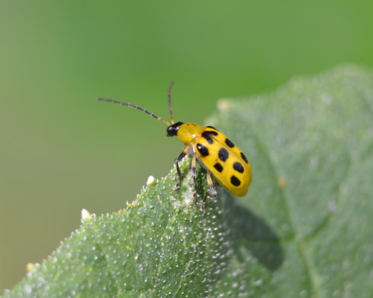 If pests destroyed your squash last summer, plant this one weird ...