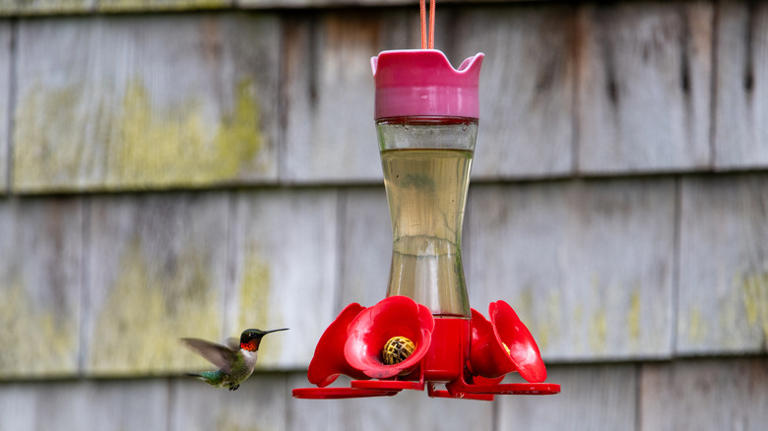 How to turn an old hanging planter into an irresistible hummingbird feeder