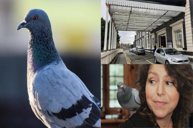 Campaigners condemn 'barbaric' pigeon cull at Worcester train station
