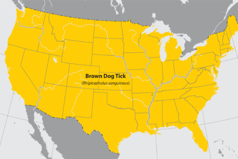 Map shows where ticks are spreading across US as bites spark CDC warning