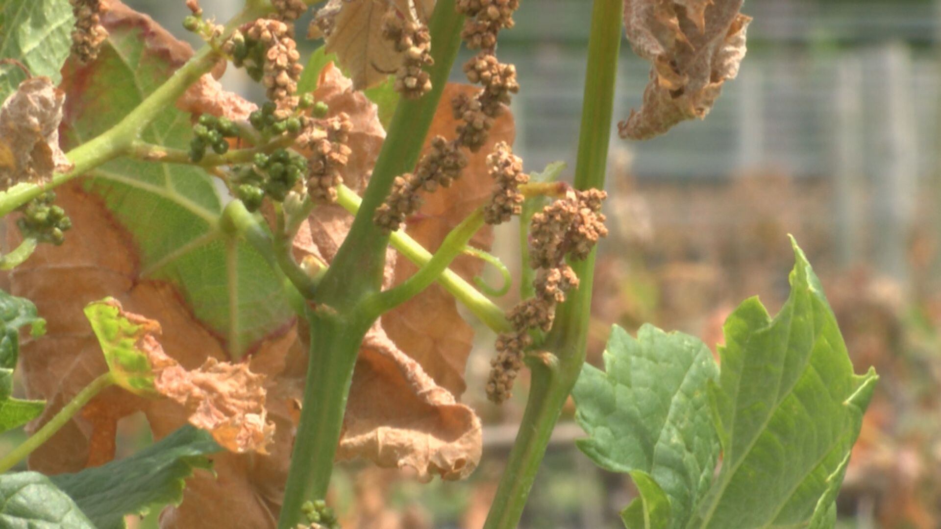 New Kent winery works to recover from devastating April frost