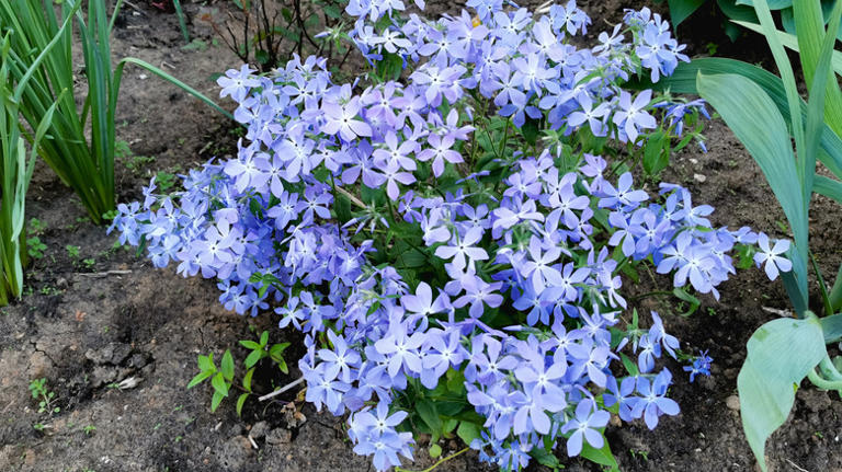 17 low-growing perennials to grow for stunning borders & edges