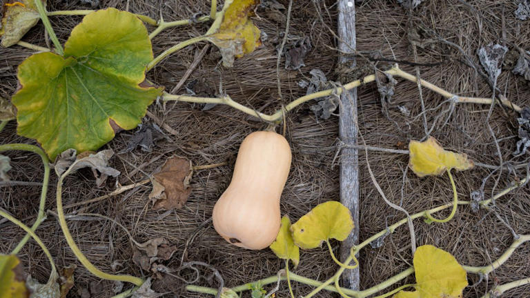 If pests destroyed your squash last summer, plant this one weird ...