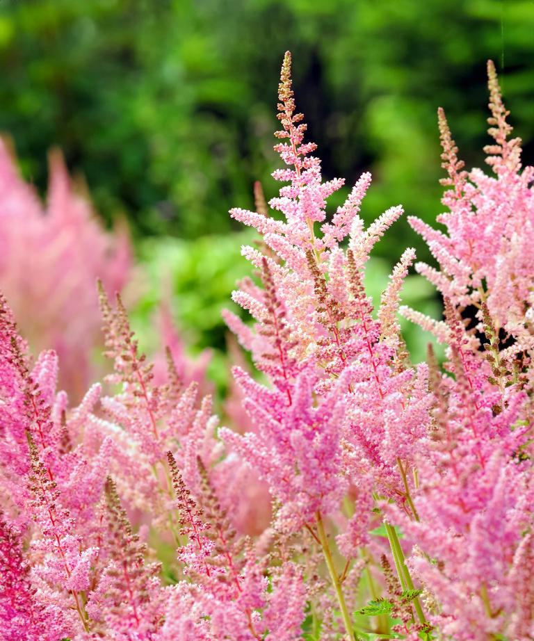 Astilbe's feathery plumes provide summer color in the shade