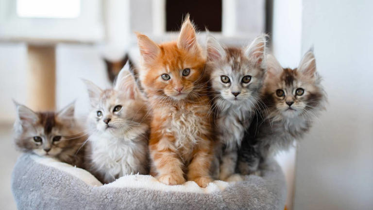 Maine coon auntie 'nursing' kittens who aren't hers proves it takes a ...