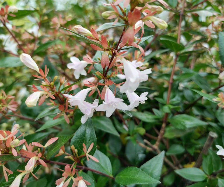 6 beautifully scented hedge plants to transform garden boundaries into ...