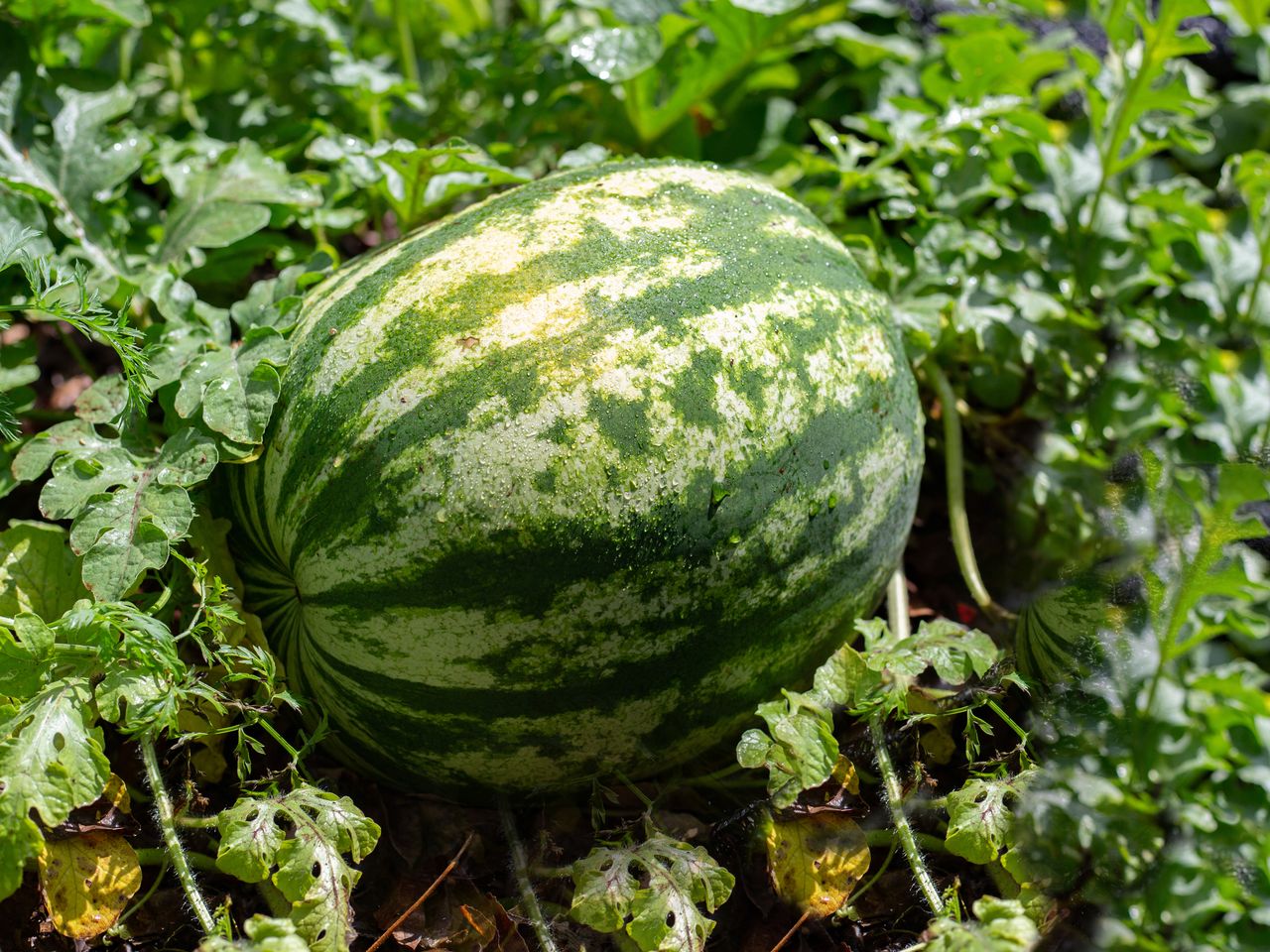 watermelon on the vine in field