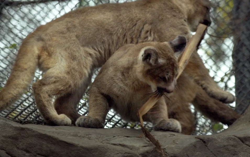Trail cameras capture first cougar kittens in Minnesota in century