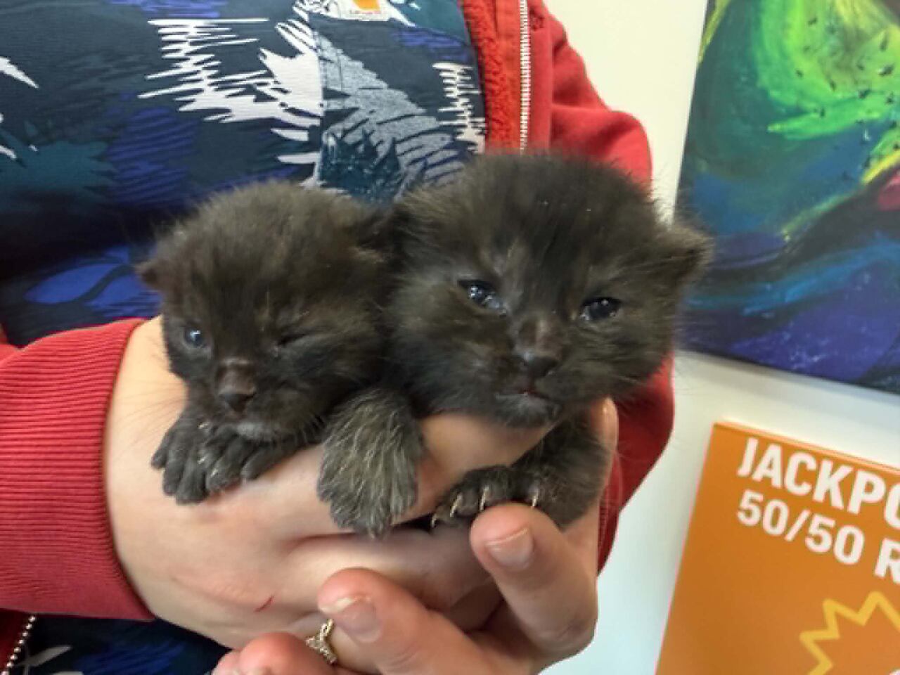Chatham animal rescue speaks out after grocery bag full of kittens left ...