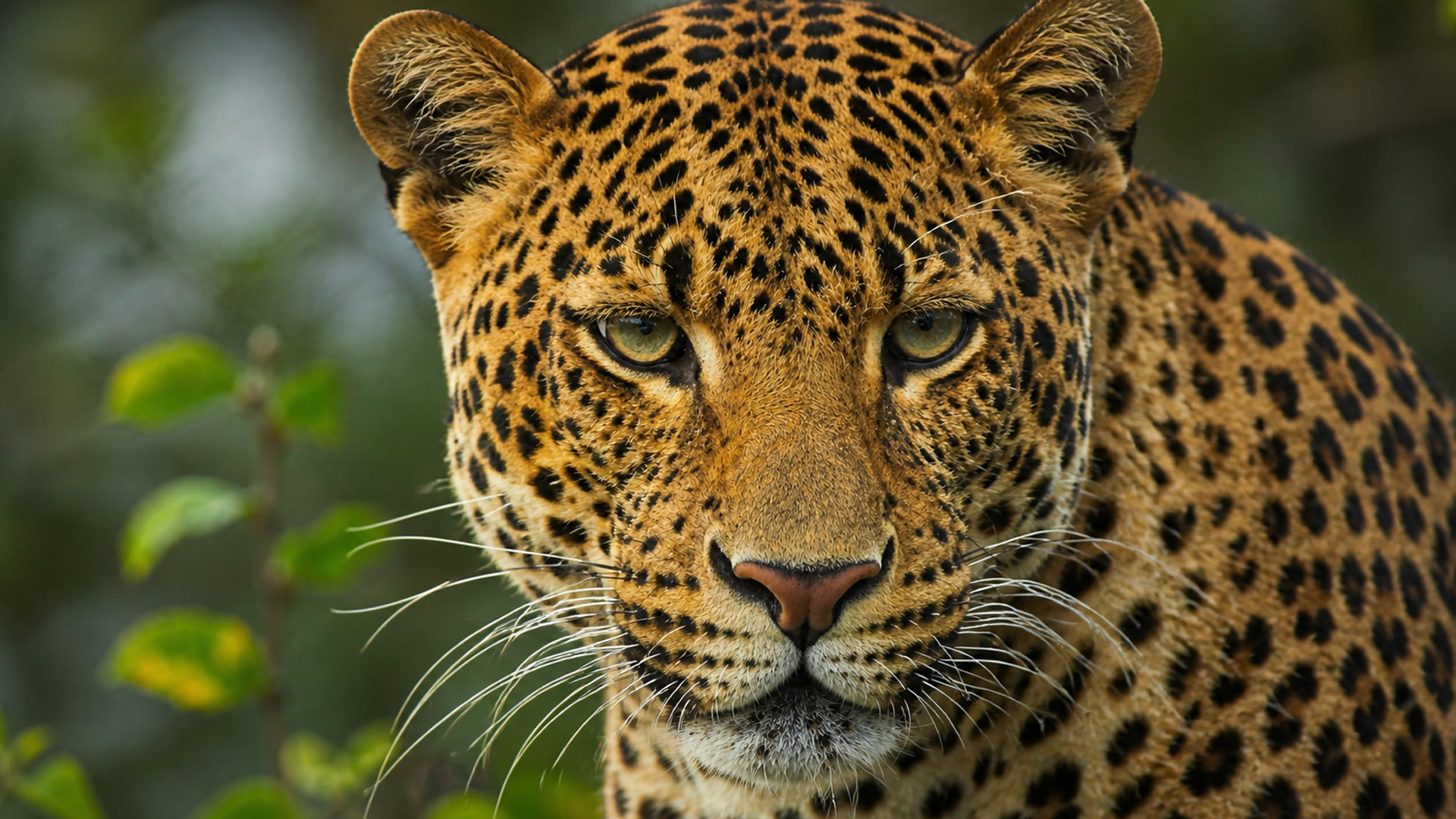 A close-up moment with a leopard was captured on camera