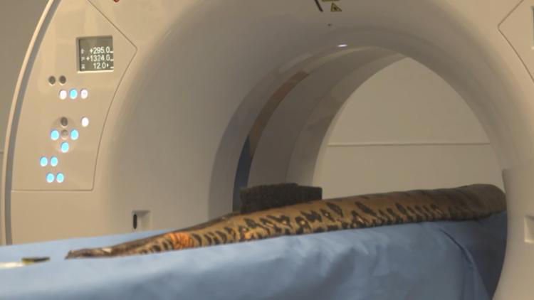 What it looks like when the Houston Zoo gives a 13-foot anaconda a CT scan