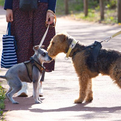犬が不満を感じる『散歩の仕方』５選　毎日の散歩を楽しんでもらうためにできることまで