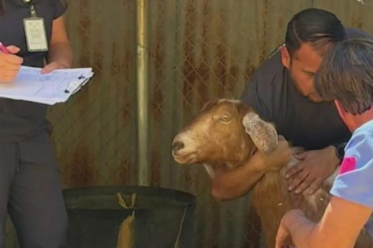 Hundreds of neglected animals - including 300 cats and 165 horses ...