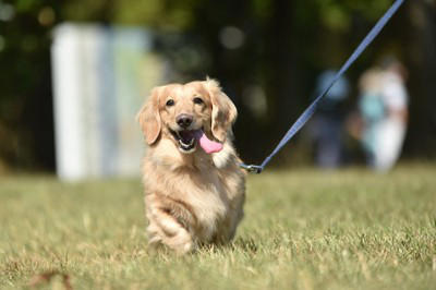 犬が不満を感じる『散歩の仕方』５選 毎日の散歩を楽しんでもらうためにできることまで