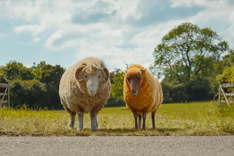Movie review: In 'The Sheep Detectives,' the private eyes have wool ...