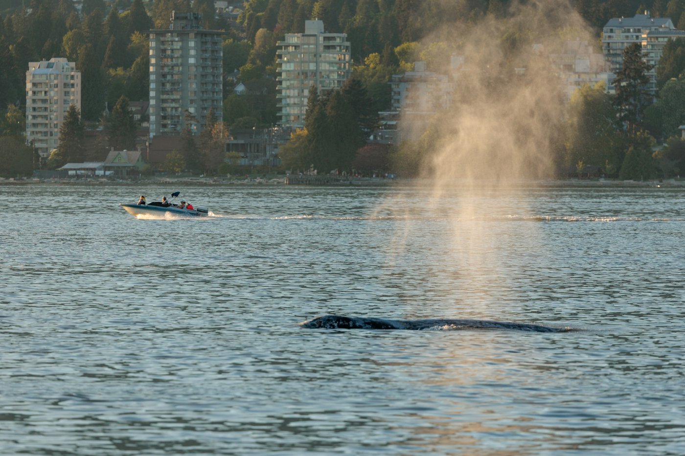 Whale in Vancouver Sea-Doo crash seen feeding, in good condition, next ...