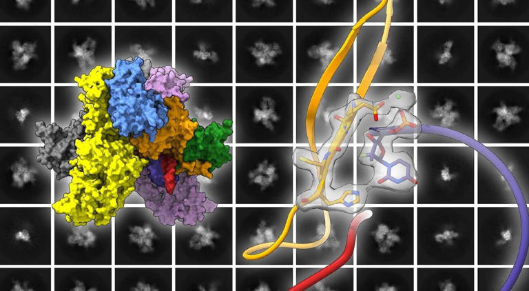 'Atomic snapshots' of proofreading enzyme could lead to better COVID-19 ...