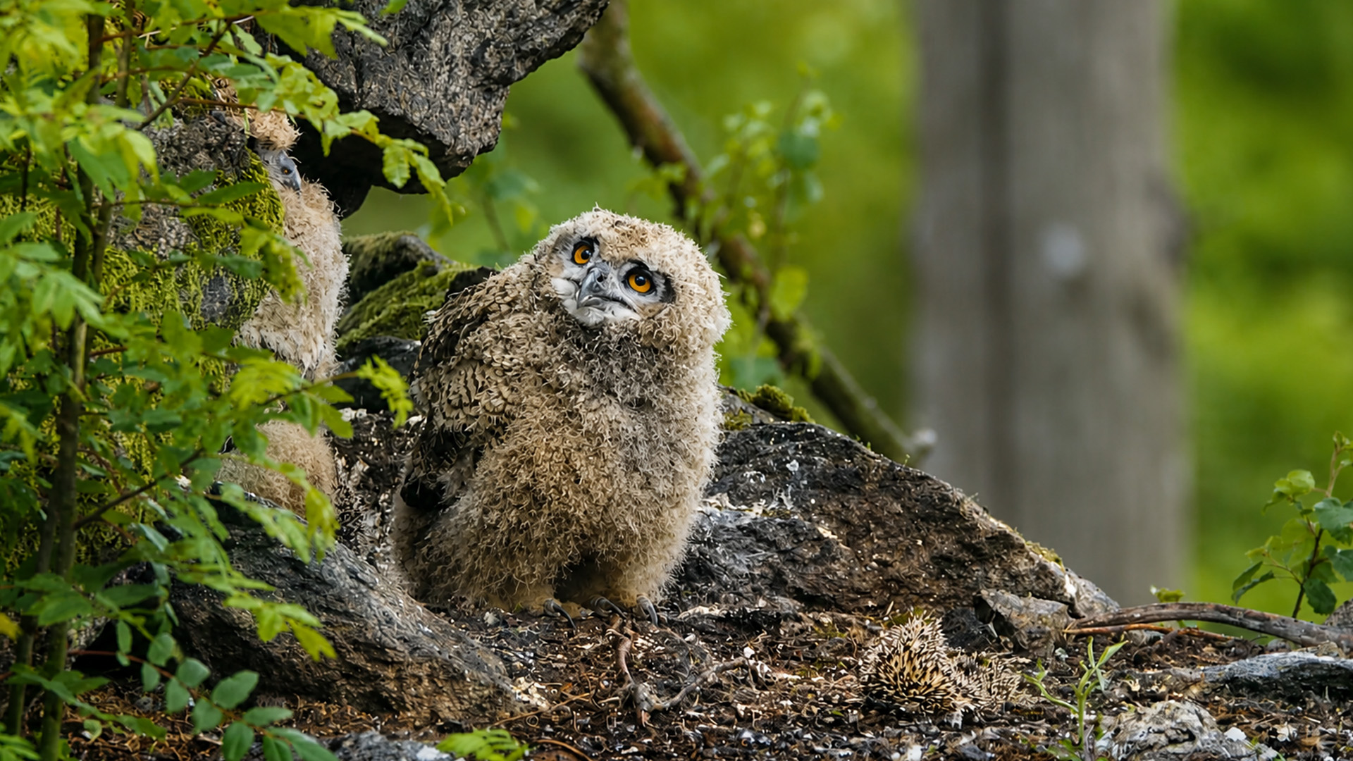 What these young predators found was caught on camera