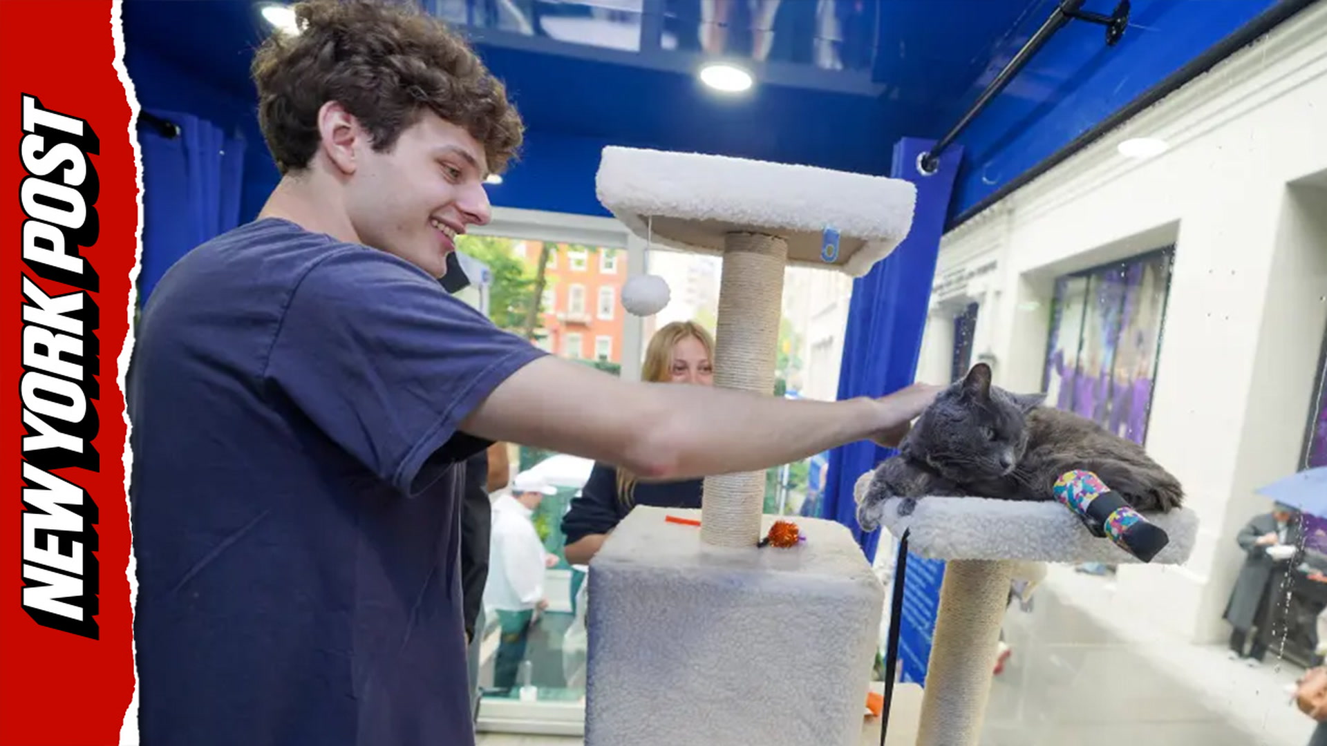 Co-eds cuddle with kitties in a cat mobile therapy pod in Washington ...