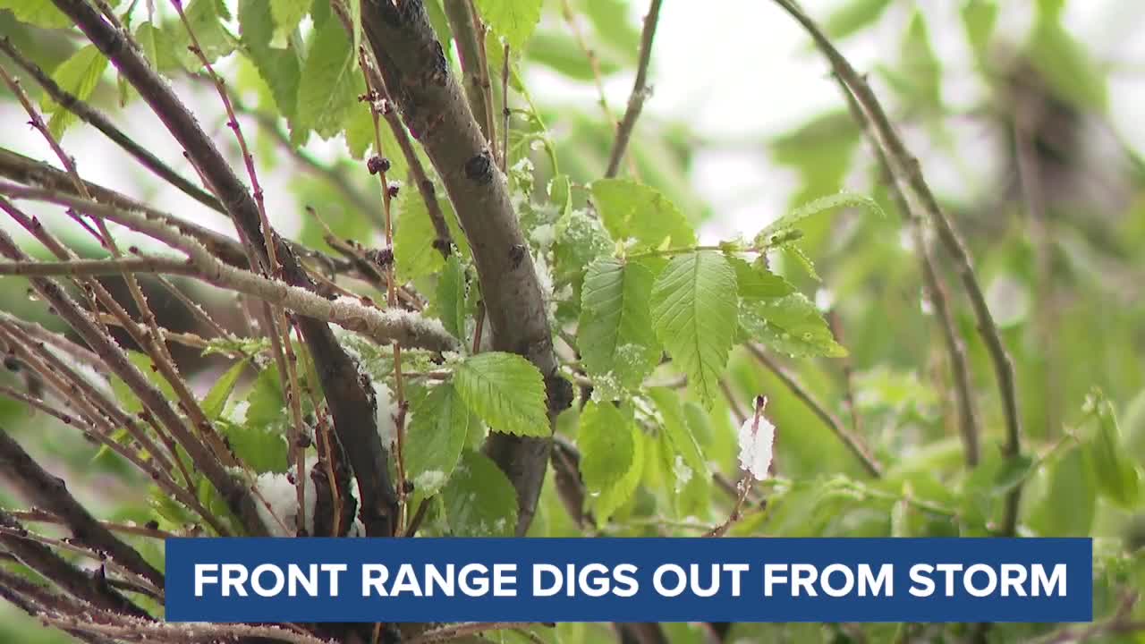 Front Range digging out after overnight spring storm snaps trees ...