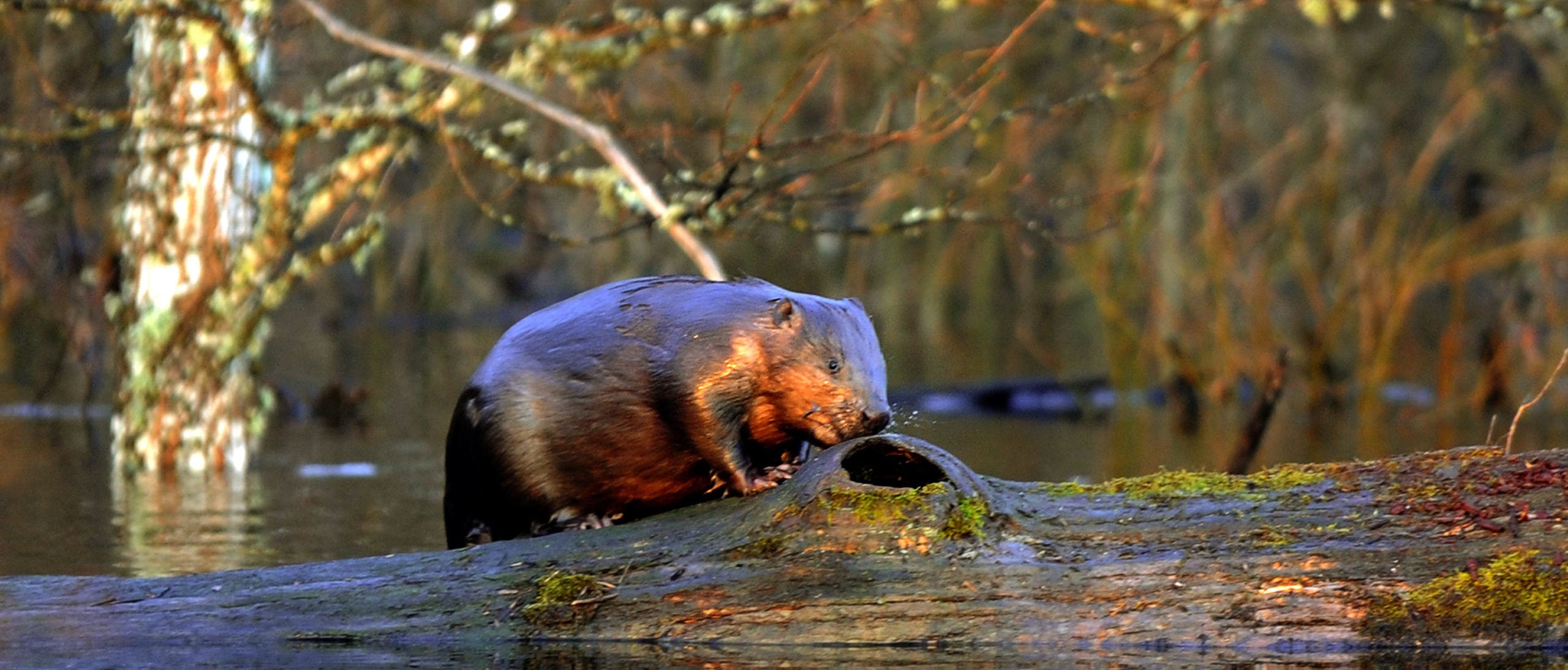 Rabid beaver goes on rampage at park, sending 8-year-old boy to hospital