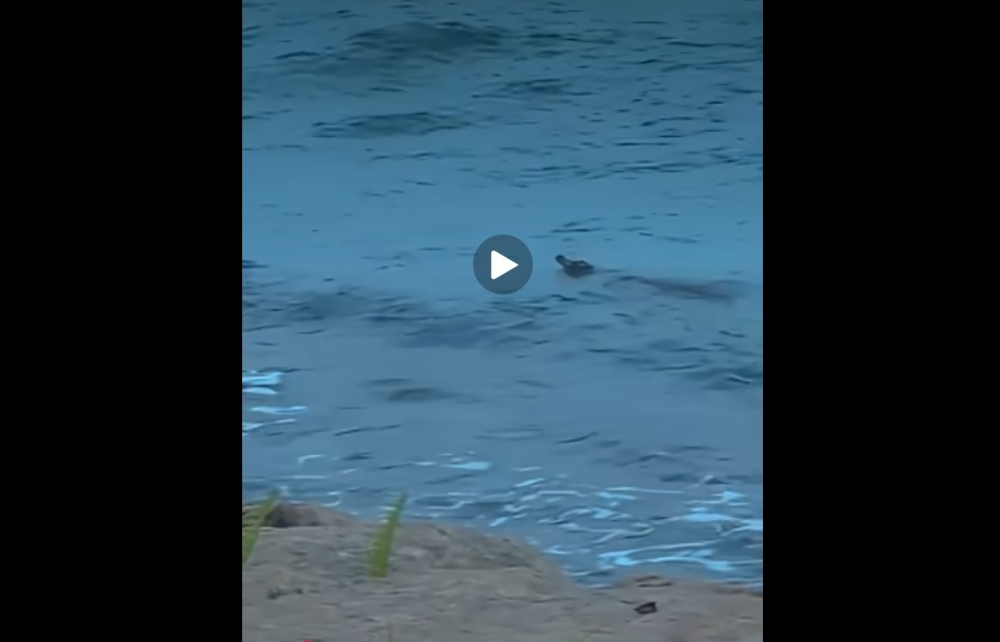 Search for crocodile off Singapore’s Sentosa Cove shuts down water ...