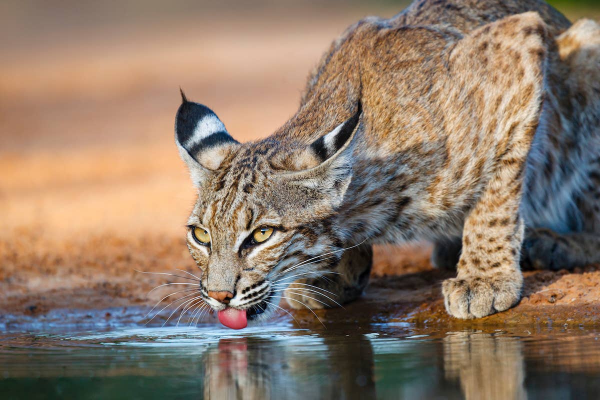 How to safely handle a bobcat sighting in your yard: Essential tips for ...