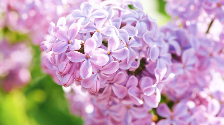 How to give a lilac bush a spring boost for more flowers