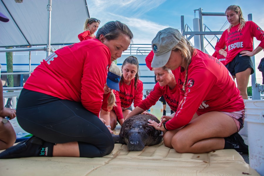 Emaciated manatee calf rescued from Florida waters