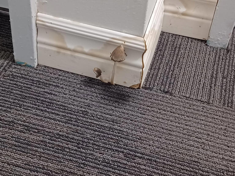Renters rally over cockroach, mice infestations and disrepair in ...