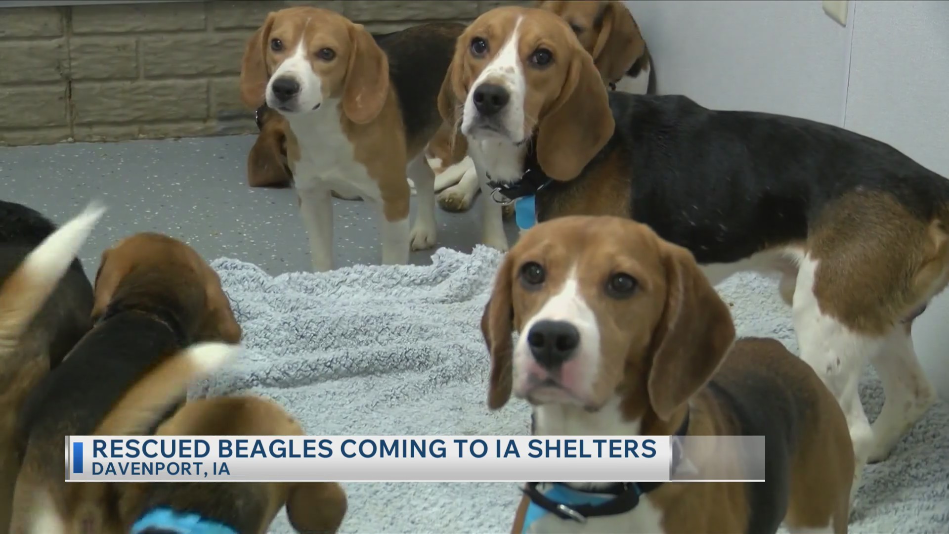 Rescued beagles coming to Iowa shelters