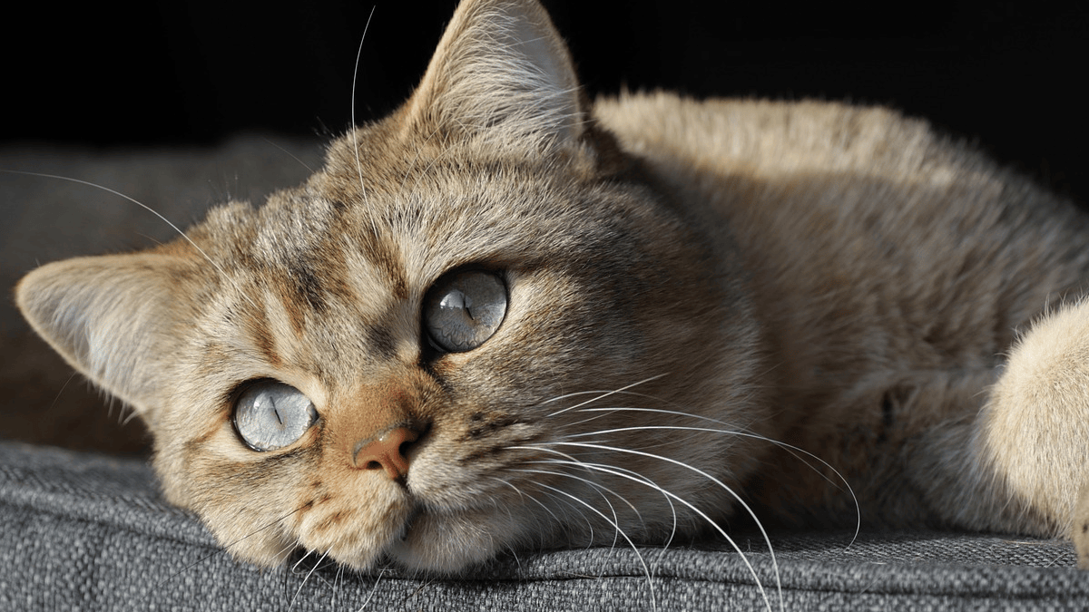 5 important words your cat deserves to hear from you at least once