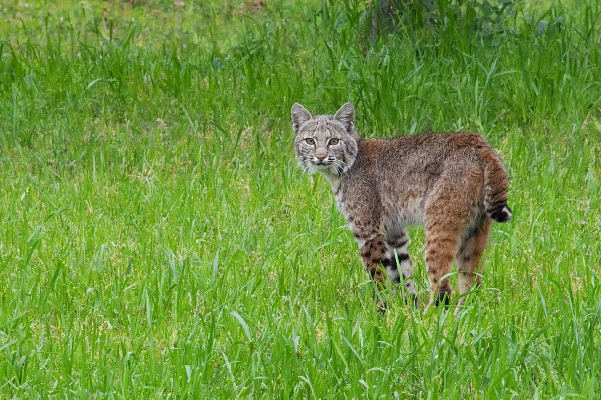 Heroic German shepherd protects owner from aggressive rabid bobcat