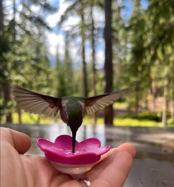 A hummingbird drinks nectar from a pink flower-shaped feeder held in a person's hand, with a forest in the background