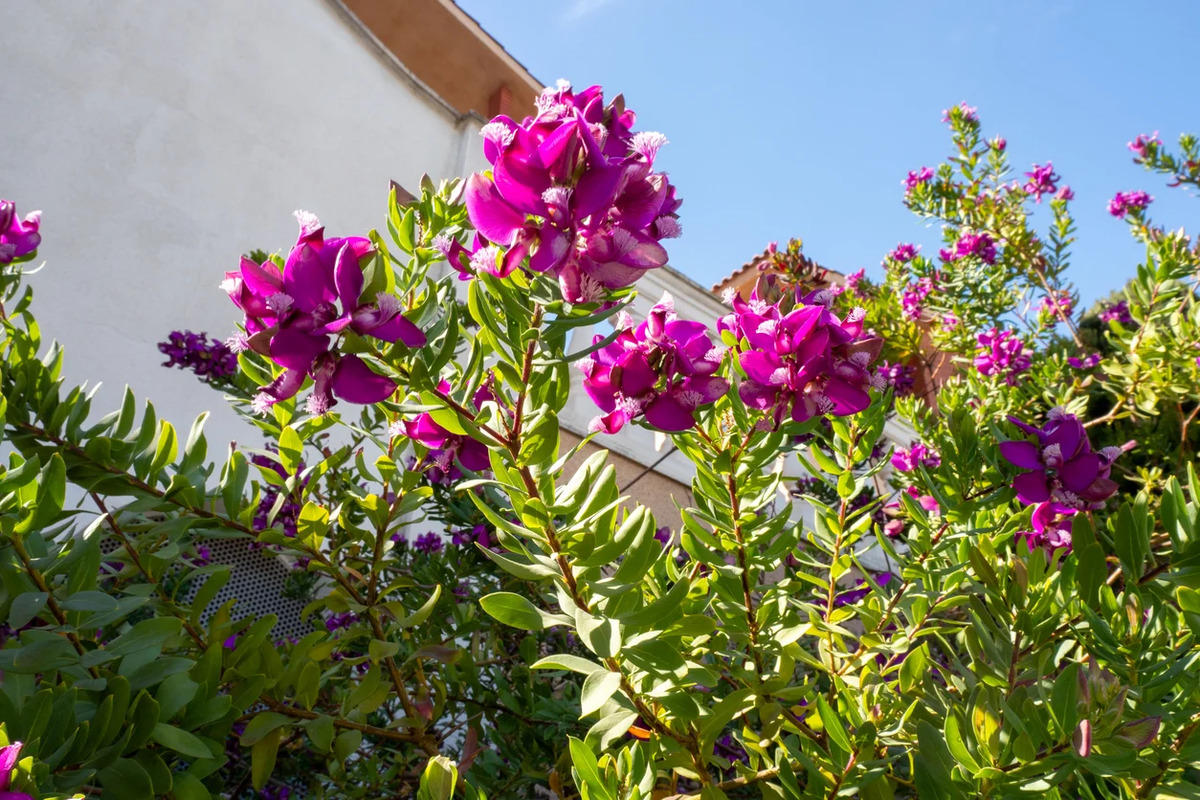 Ficus Robusta – Plante Caoutchouc Robuste – Pot 30-40 Cm – Feuillage Brillant – Idéale Débutant Intérieur
