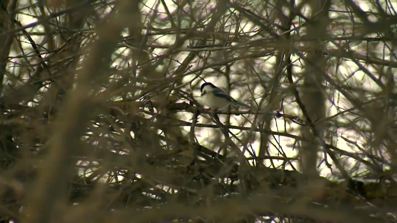 Birds impacted by cooler spring weather