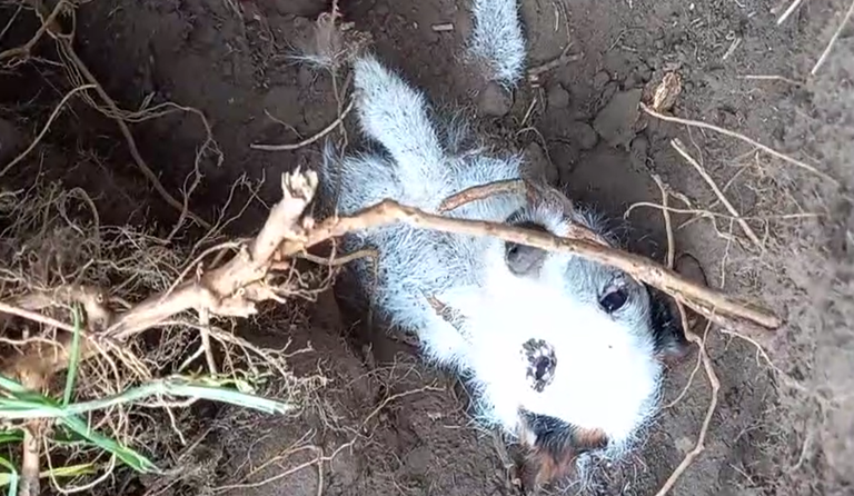 Terrier rescued from rabbit hole after two days