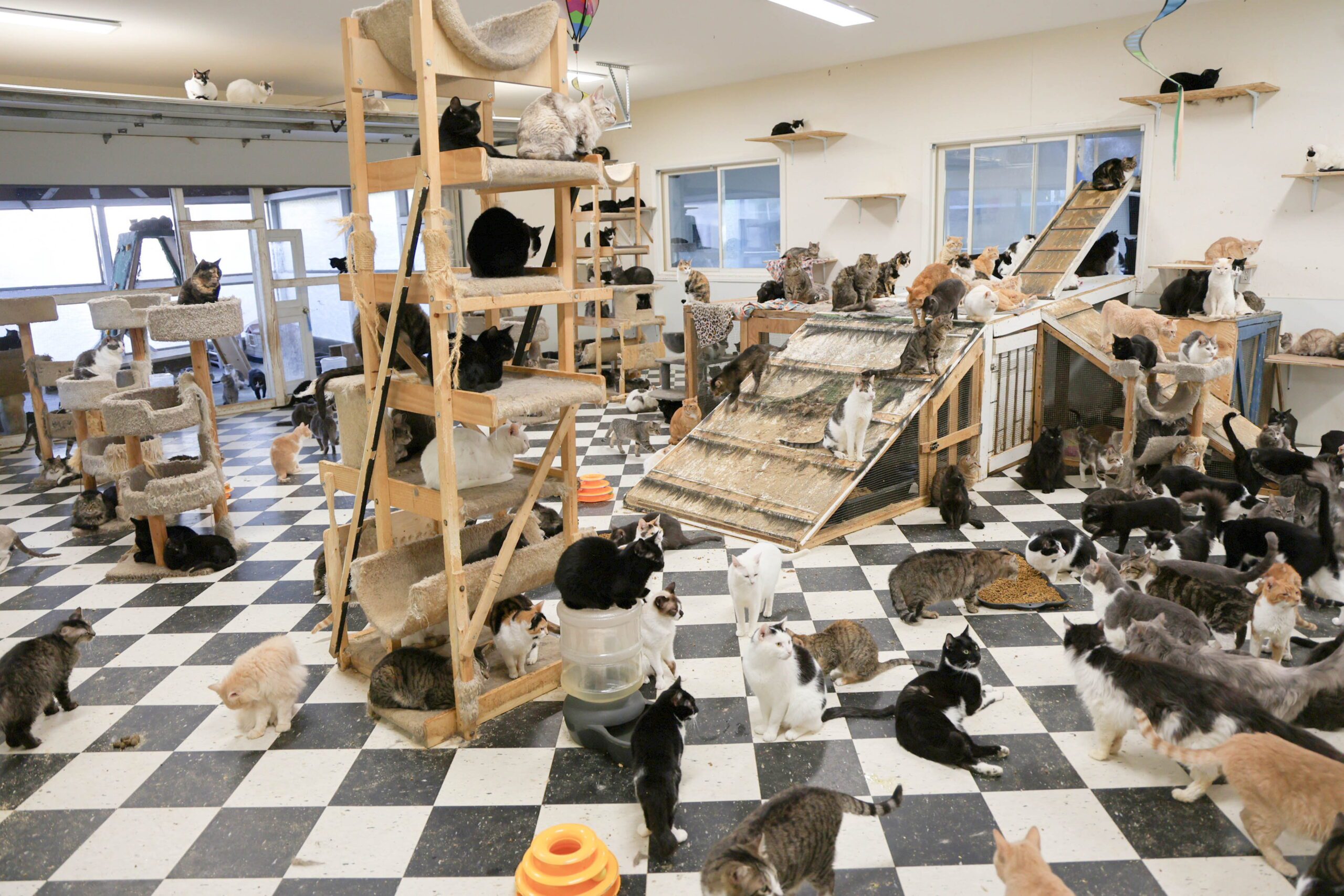 400 animals rescued from 'appalling' conditions at sanctuary