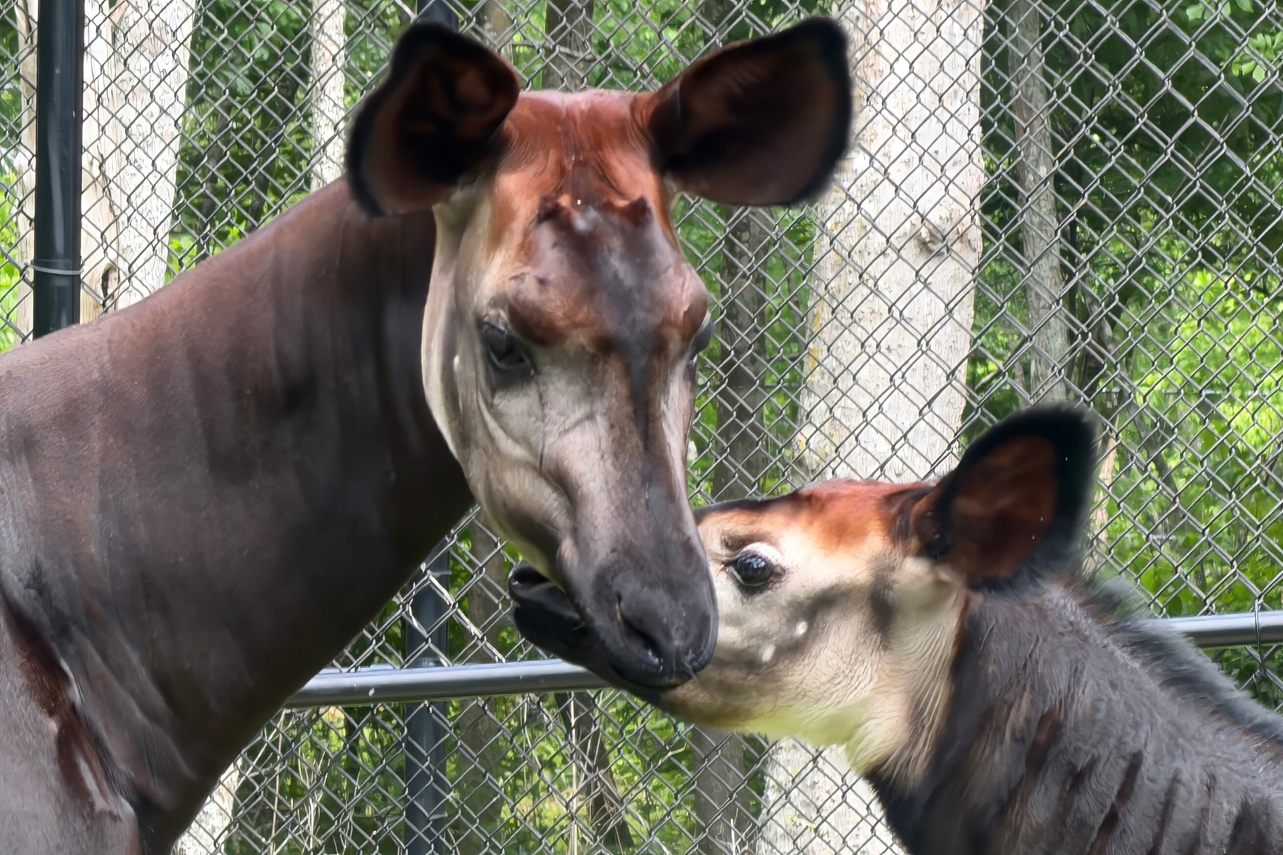 Endangered okapi calf hitting all the milestones at West Bank breeding ...