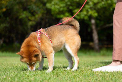 犬が不満を感じる『散歩の仕方』５選 毎日の散歩を楽しんでもらうためにできることまで