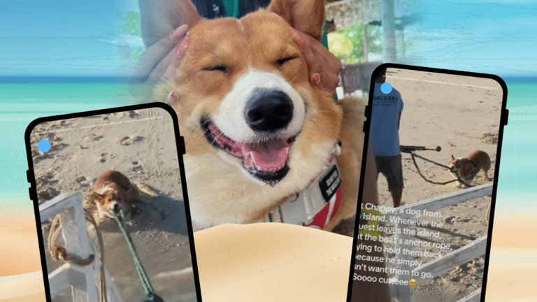 Island dog Chappy melts hearts in Bantayan