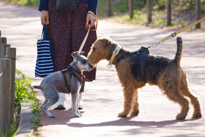 犬が不満を感じる『散歩の仕方』５選 毎日の散歩を楽しんでもらうためにできることまで