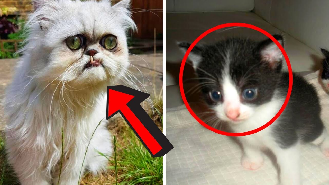 They think they rescued a cat until its fur starts to change color