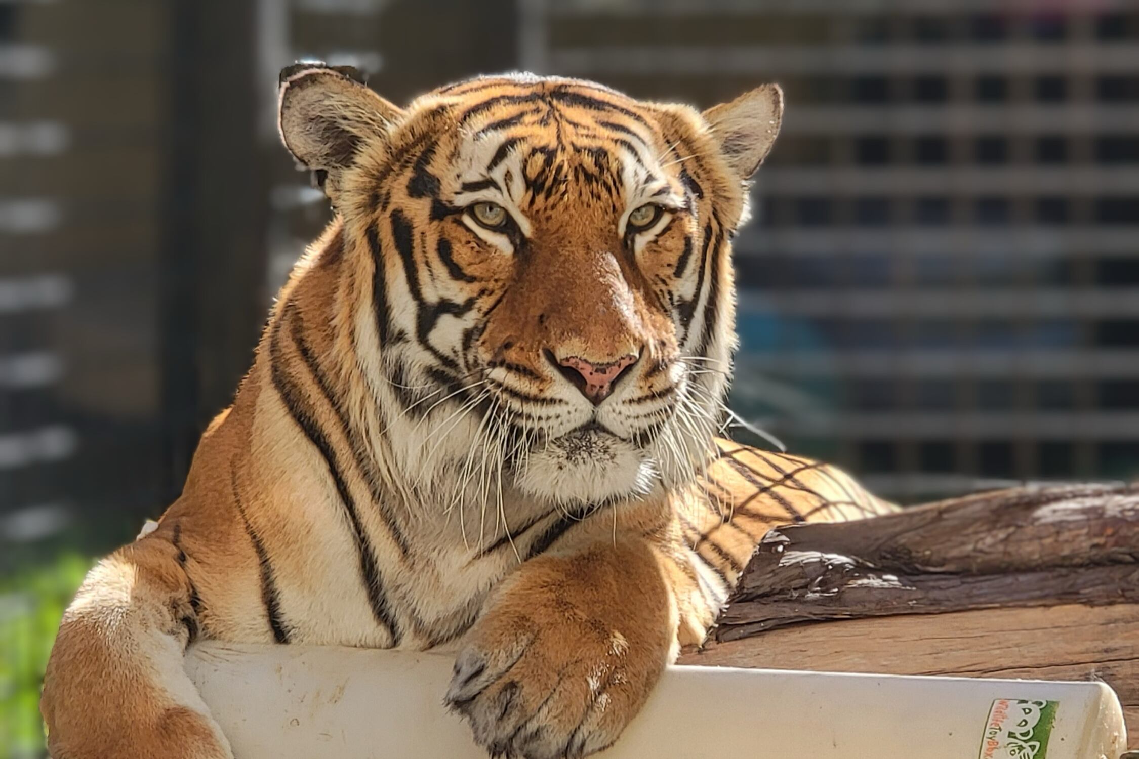 Hattiesburg Zoo announces passing of Malayan tiger, Bunga