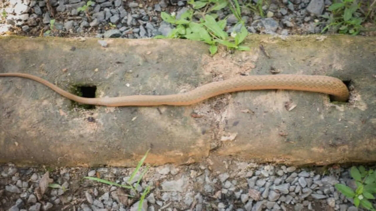 Photo inspiration: What Attracts Snakes To Your Home And Garden Photo Inspiration